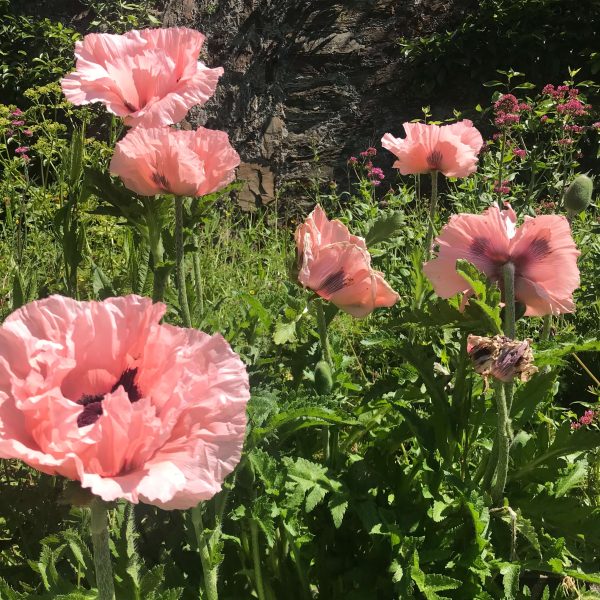 secret gardenIMG 4414 600x600 - Secret Garden