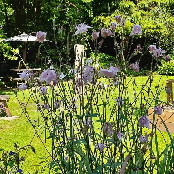 bed breakfast cornwall st benets abbey 40 600x600 - Historic Cornish Abbey