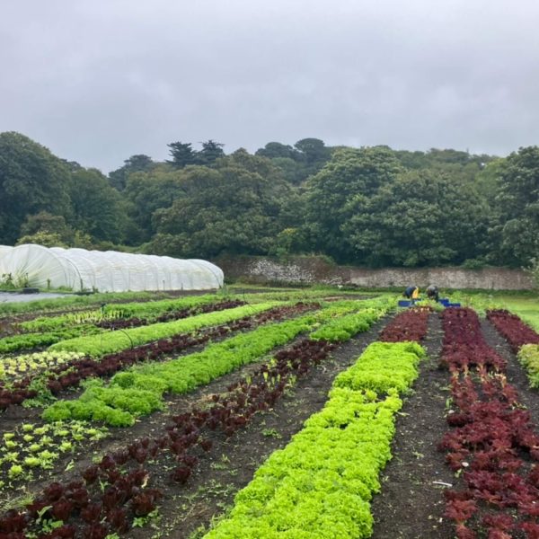 Flushing Estate70DFE546 EFD1 4BEA AC85 0A1E72FF7BB7 1 105 c 600x600 - Flushing Estate