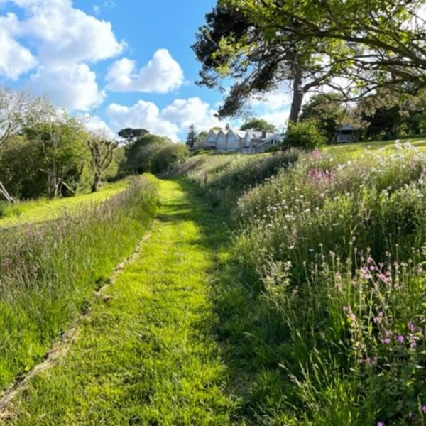 Combe Morvan8DA8D19D 5BA4 4901 AF14 46D8F64343F9 600x600 - Combe Morvan